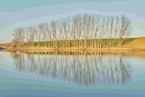 Row of trees reflected in the water