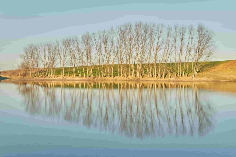 Row of trees reflected in the water