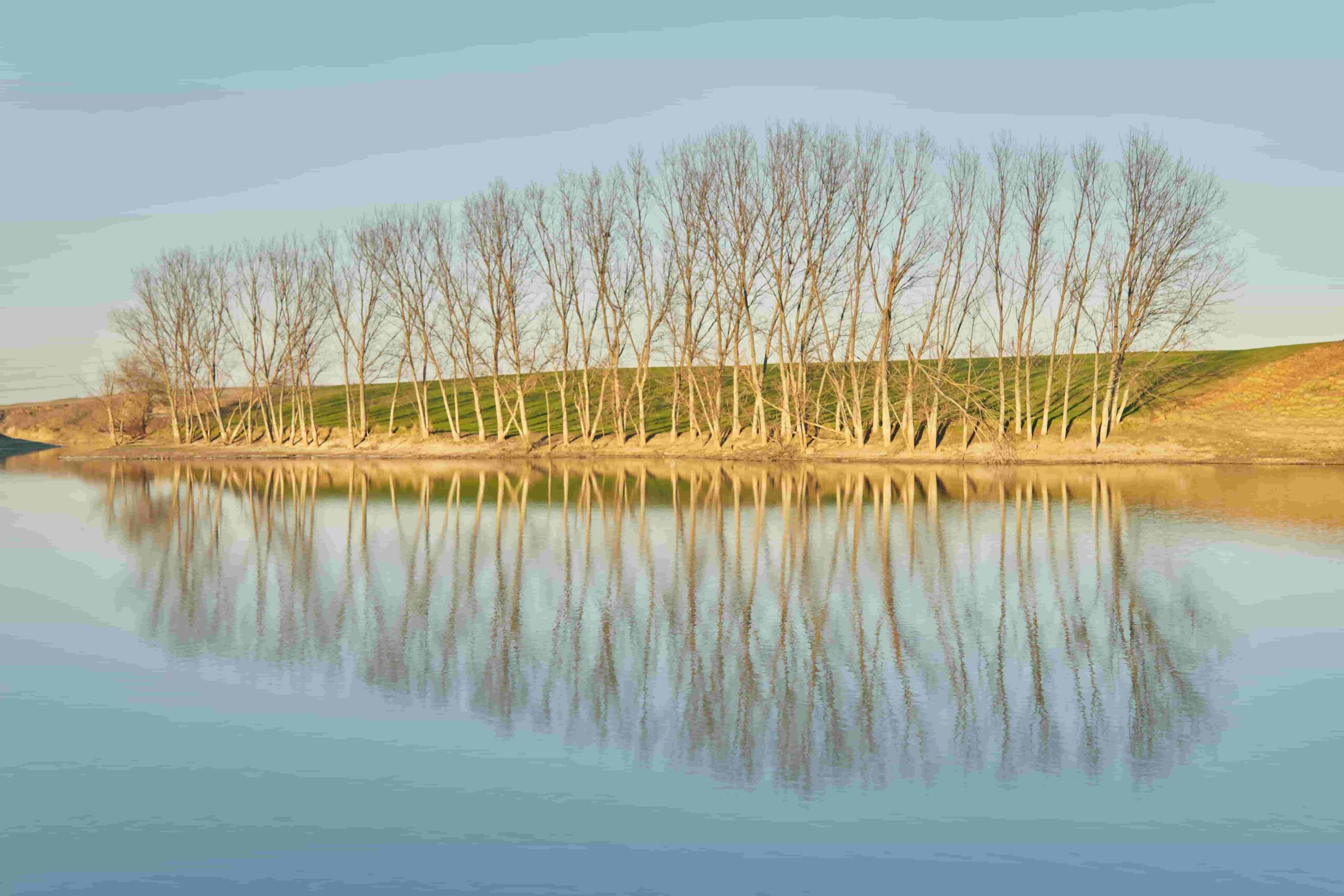 Row of trees reflected in the water